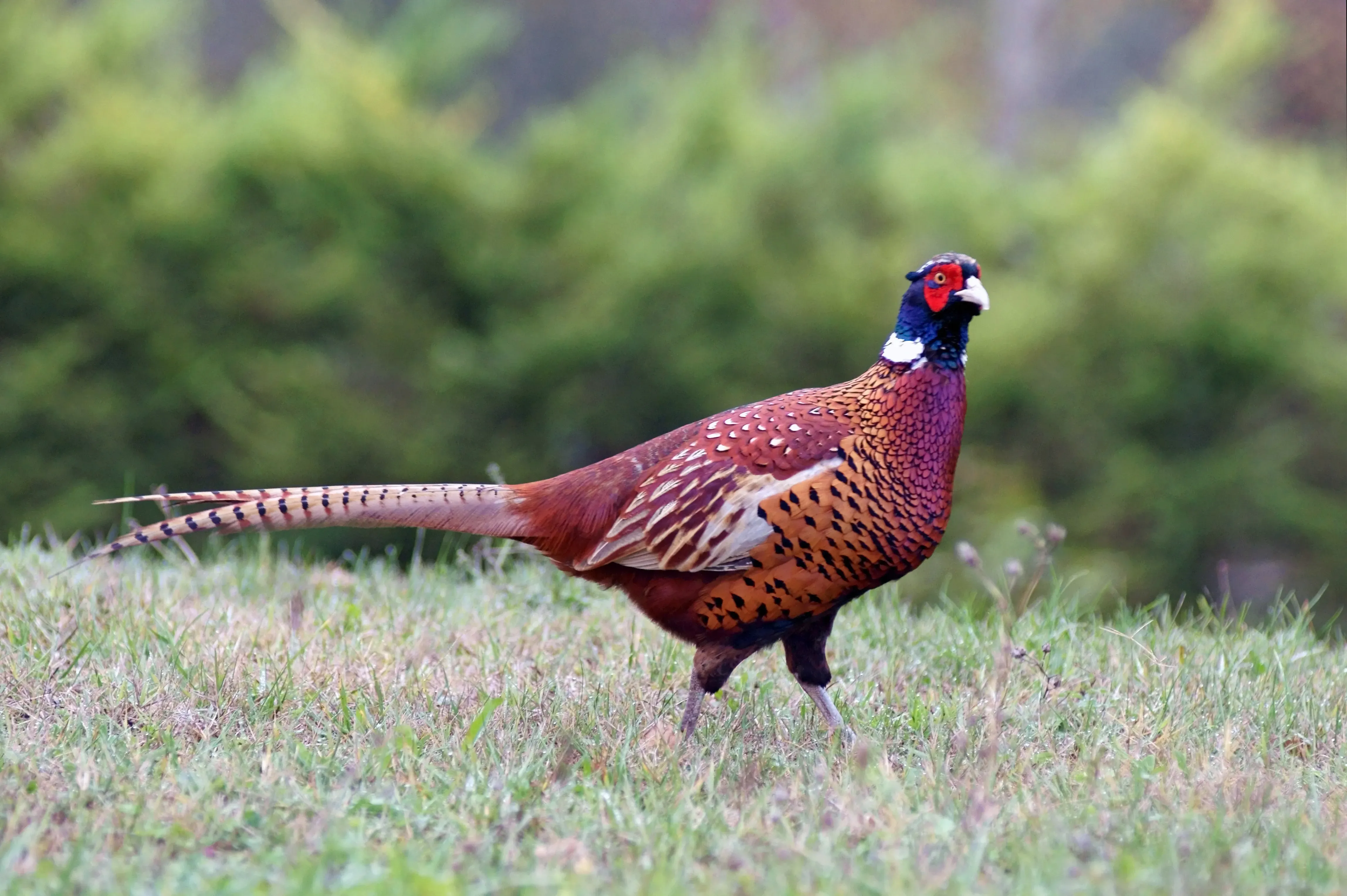 Aves de corral y productos locales
